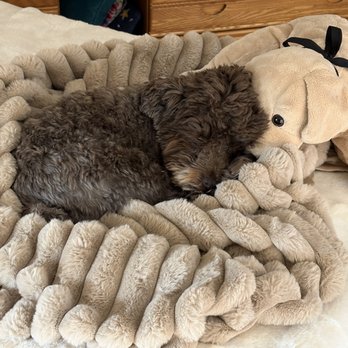 Good Dog - LivvieB with her stuffed animal, Jake, on her favorite bed. - Pet Groomers Near Me - Manitou Springs, Colorado Good Dog - LivvieB with her stuffed animal, Jake, on her favorite bed. - Pet Groomers Near Me - Manitou Springs, Colorado