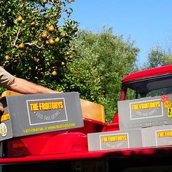 The FruitGuys