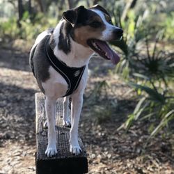 Seminole County-Econ River Wilderness Area - Dog
