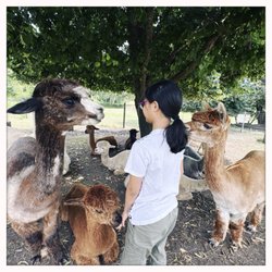 Rusty Stars Alpaca