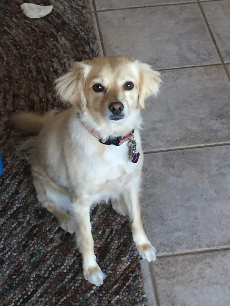 YOUR PET’S ANGEL 18 Photos Escondido, California Pet Sitting