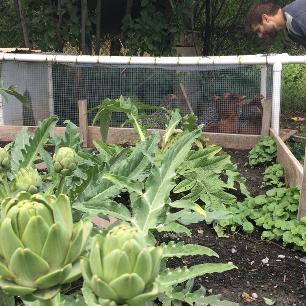 5 Loaves Farm - Artichokes - Farms Near Me - Buffalo, New York 5 Loaves Farm - Artichokes - Farms Near Me - Buffalo, New York