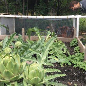 5 Loaves Farm - Artichokes - Farms Near Me - Buffalo, New York