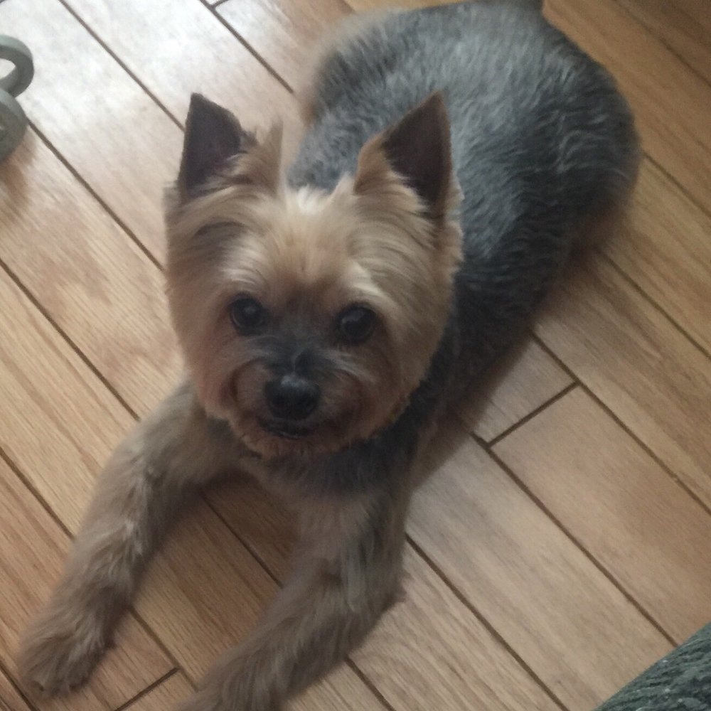 Julie's Mobile Pet Spa - Pet Groomers Near Me Julie's Mobile Pet Spa - Pet Groomers Near Me