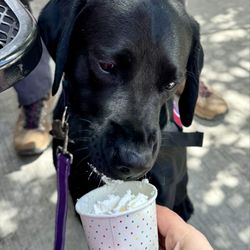 San Juan Soda Company - Pup cup!!