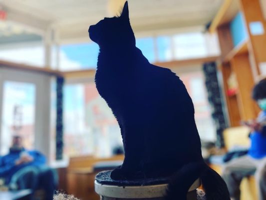 Mauhaus Cat Cafe by null