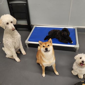 Sniff Dog Hotel - Pet Sitting Near Me - Portland, Oregon Sniff Dog Hotel - Pet Sitting Near Me - Portland, Oregon