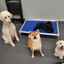 Photo of Sniff Dog Hotel