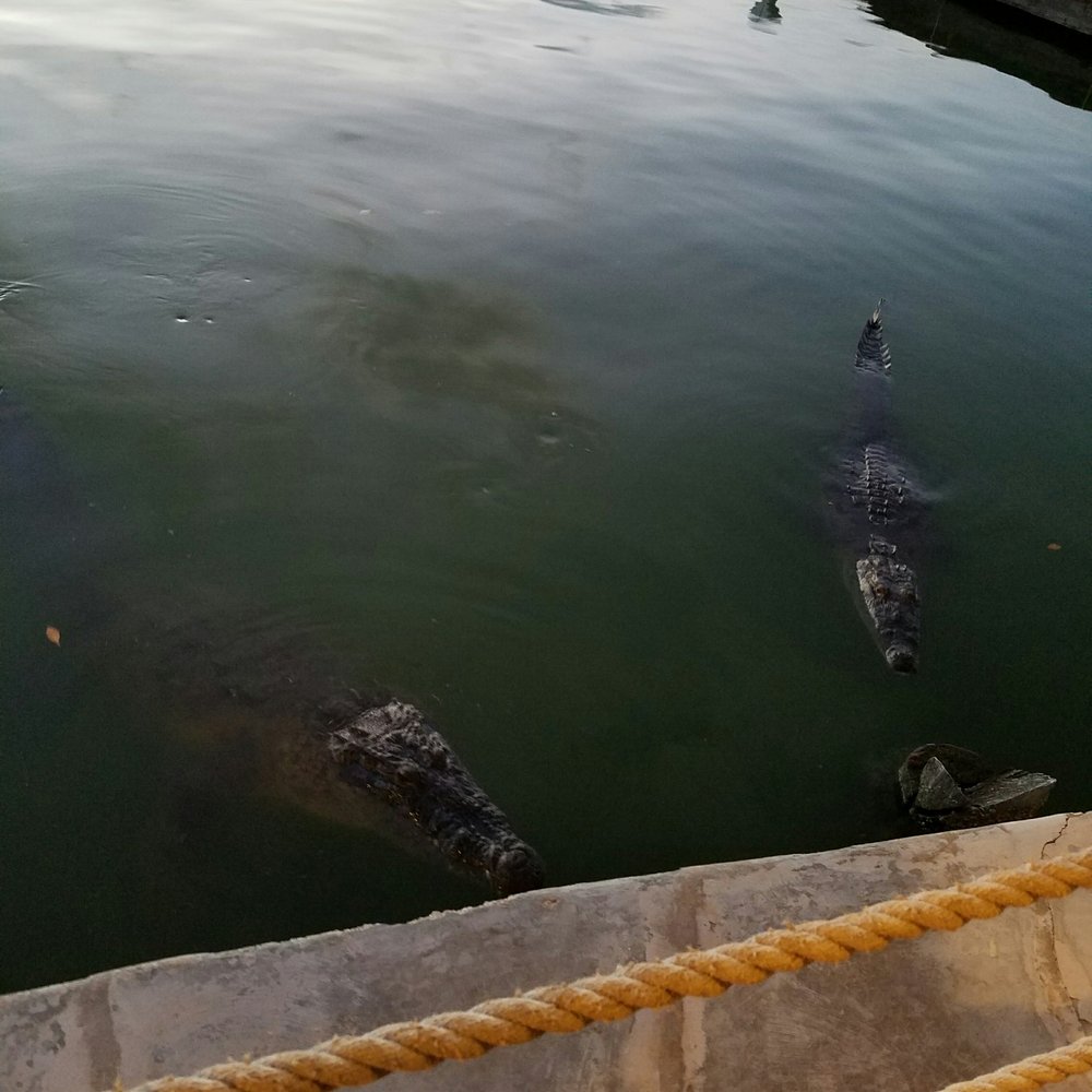 Big Fish - Seafood Near Me - Cancún, ROO Big Fish - Seafood Near Me - Cancún, ROO