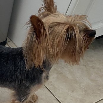Paws Required - Pet Groomers Near Me - Port Saint Lucie, Florida Paws Required - Pet Groomers Near Me - Port Saint Lucie, Florida