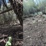Photo of Thumb Butte Tree Service