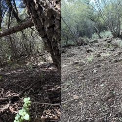 Thumb Butte Tree Service