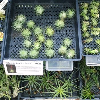 Rainforest Flora - Nurseries & Gardening Near Me - Torrance, California Rainforest Flora - Nurseries & Gardening Near Me - Torrance, California