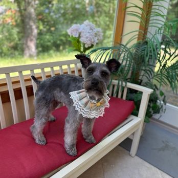 Pawfect Grooming - Pet Groomers Near Me - Bellevue, Washington Pawfect Grooming - Pet Groomers Near Me - Bellevue, Washington