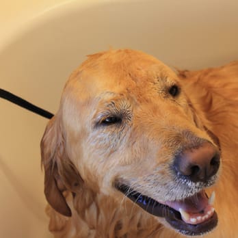 Paws & Relax Mobile Grooming - Pet Groomers Near Me Paws & Relax Mobile Grooming - Pet Groomers Near Me