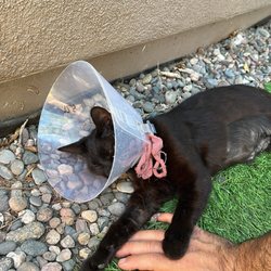 Golden State Humane Society