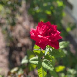 Happy Days Landscaping  - Sourced & planted roses, hibiscus trees, peppers, raspberries, herbs and more!