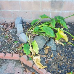 Rayne Water Conditioning - I even put bricks around it so that they wouldn't roll over it. Again no disregard for our personal property.