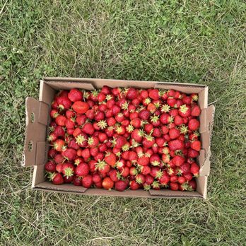 LORENCE'S STRAWBERRIES - Updated August 2025 - 28625 Foliage