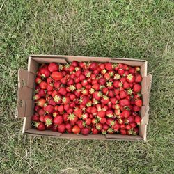 Lorence's Strawberries