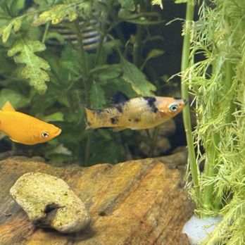 Aqua Nature Aquarium - Local Fish Stores Near Me - Bakersfield, California