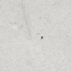 Samaritan Albany General Hospital - Dead fly in ER