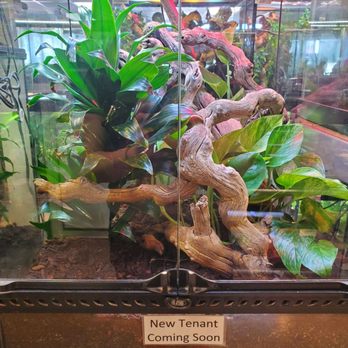 The Tye-Dyed Iguana - Reptile Shops Near Me - Fairview Heights, Illinois The Tye-Dyed Iguana - Reptile Shops Near Me - Fairview Heights, Illinois