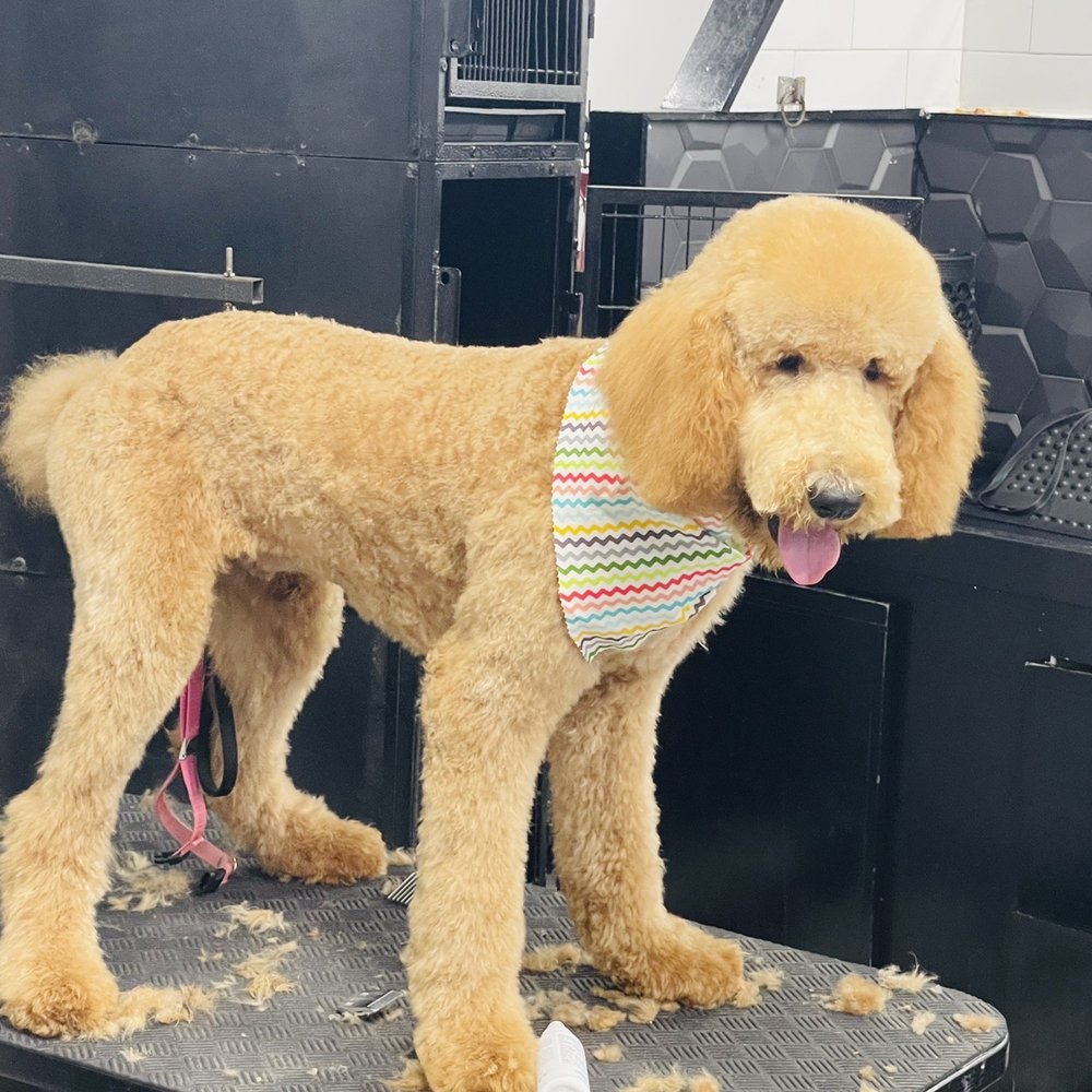 The Bark Shoppe - He stands still for this team every time!! - Pet Groomers Near Me - New York, New York