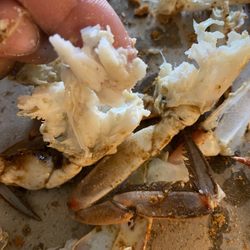 Cameron's Seafood - Frederick - Clumps of overcooked crab from the backfire section.