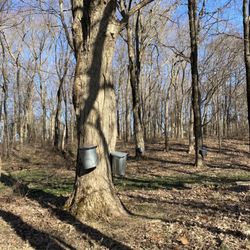 Maple tree tapped to draw sap for making maple syrup