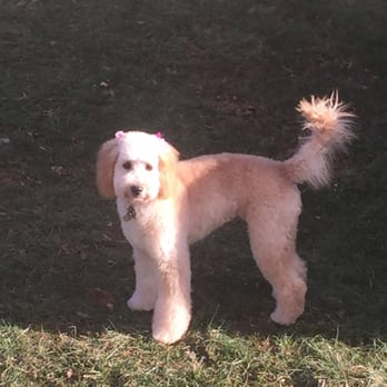 Pet Star Salon - Pet Groomers Near Me - Fairfax, Virginia Pet Star Salon - Pet Groomers Near Me - Fairfax, Virginia