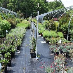 Mountain View Nursery & Landscaping - untitled