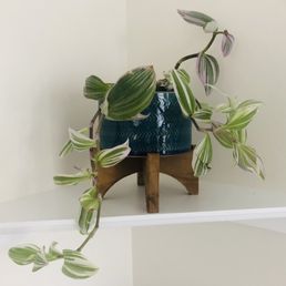 Cool plant from Daddy's Plants that keeps on growing Cool plant from Daddy's Plants that keeps on growing