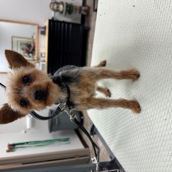 Tulip City Barking Lot - Remy loves getting Groomed at TCBL! - Pet Services Near Me - Holland, Michigan Tulip City Barking Lot - Remy loves getting Groomed at TCBL! - Pet Services Near Me - Holland, Michigan