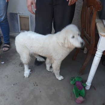 Petacular Grooming - Blue before - Pet Groomers Near Me