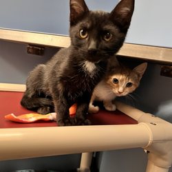 Wag n Walk Pet Services - She even helped to socialize some foster kittens while we were gone!