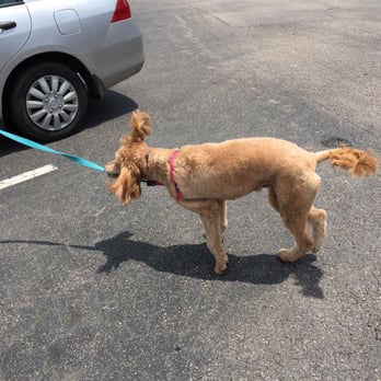 Beth's Barks N Bubbles - Cici perfectly groomed! - Pet Groomers Near Me - Durham, North Carolina