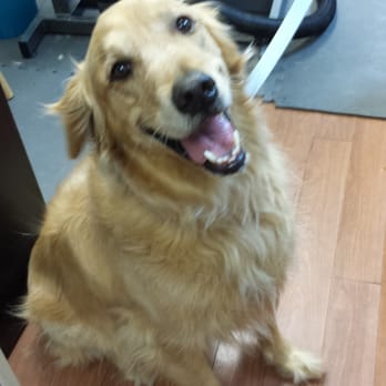 Live Love Pet - Makana......."before". - Pet Groomers Near Me - Honolulu, Hawaii Live Love Pet - Makana......."before". - Pet Groomers Near Me - Honolulu, Hawaii