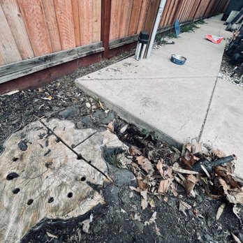 SSR Tree & Trimming Services - Tree Services Near Me SSR Tree & Trimming Services - Tree Services Near Me