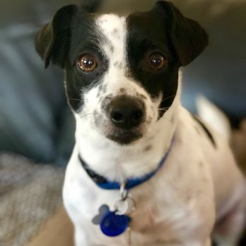 bark and bubbles mobile dog grooming