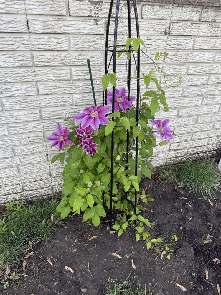 Ellison Lawn Care - tree service in Springville, IA