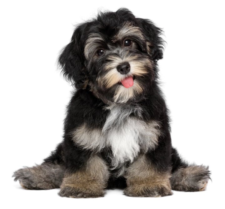 Points East Veterinary Emergency Hospital of Greenville Image