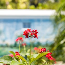 Rose Lane Villas - Key West Gardens