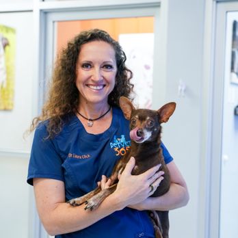 PetVet365 - Veterinarians Near Me - Clermont, Florida PetVet365 - Veterinarians Near Me - Clermont, Florida