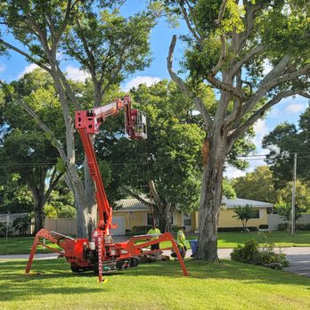 All In One Tree And Lawn Service - a cherry picker - Lawn Services Near Me - Clearwater, Florida All In One Tree And Lawn Service - a cherry picker - Lawn Services Near Me - Clearwater, Florida
