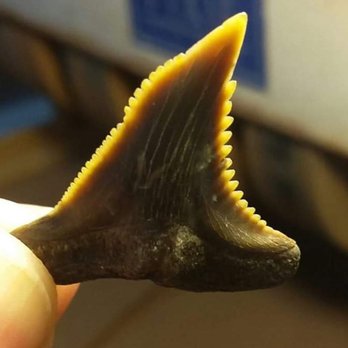 Mudslinger Tours - Gorgeous yellows on this hemipristis Serra tooth
Aka snaggle tooth shark - Tours Near Me - Gainesville, Florida