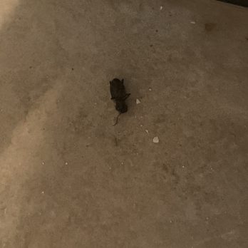 Pipestem Resort State Park - Dead bugs in floor of our room - Resorts Near Me - Pipestem, West Virginia Pipestem Resort State Park - Dead bugs in floor of our room - Resorts Near Me - Pipestem, West Virginia