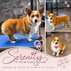 Serenity Pet Spa And Doggy Daycare