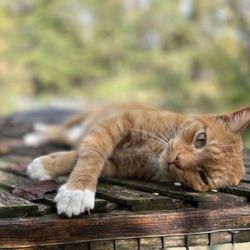 Animal Edventures Sanctuary - One of the cats taking a nap on top of an enclosure