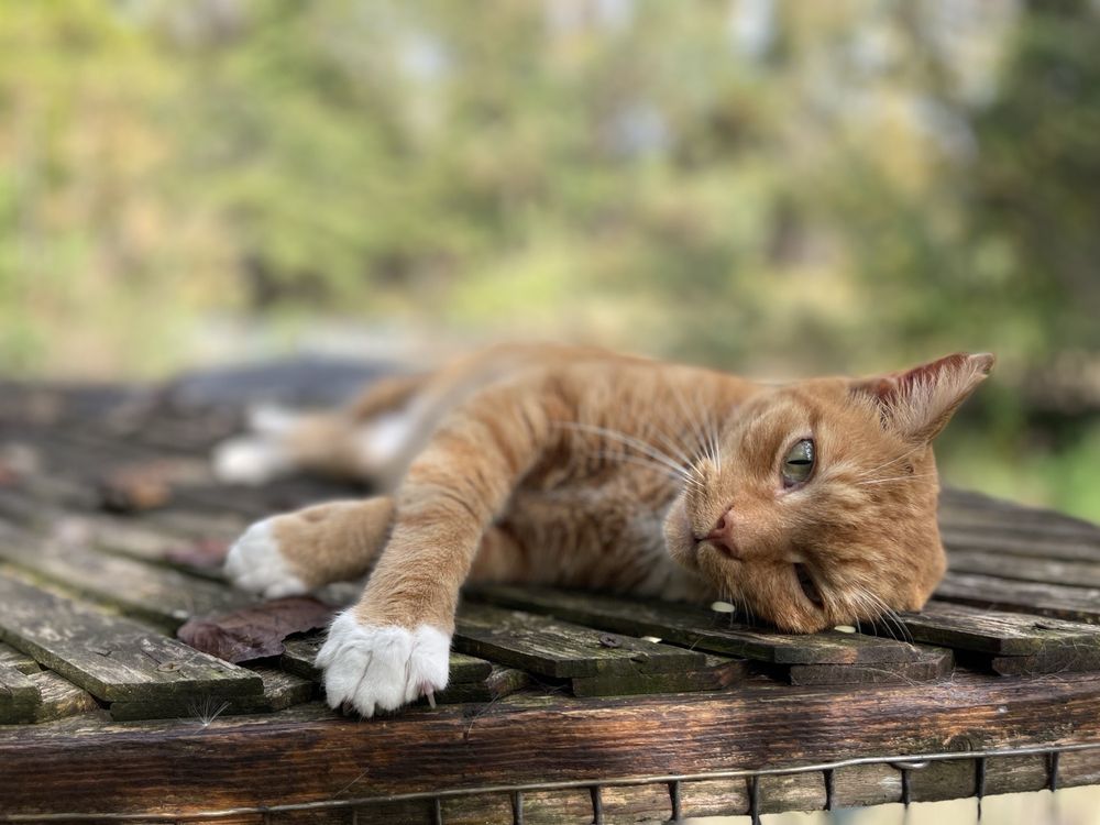 Social spots from Animal Edventures Sanctuary